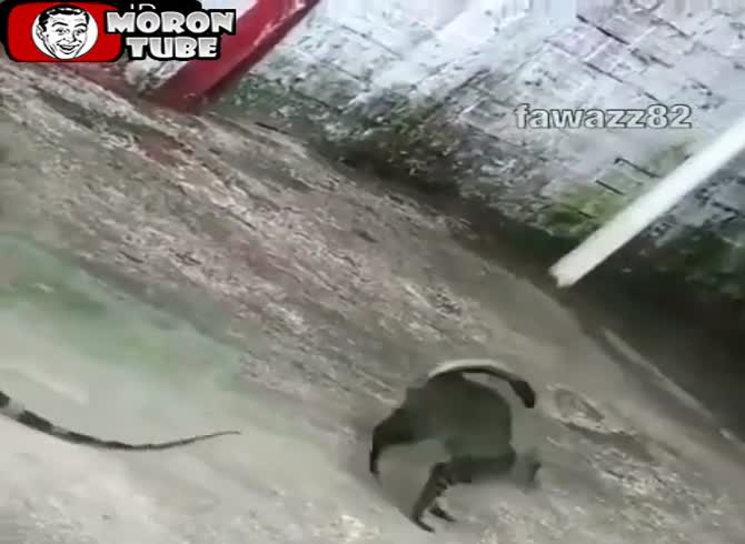 Video :An iguana and a cat get too close